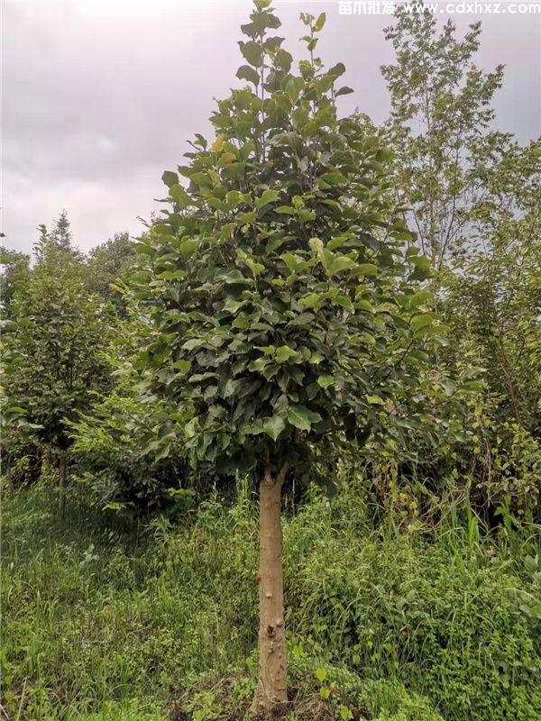 红玉兰基地实拍图片