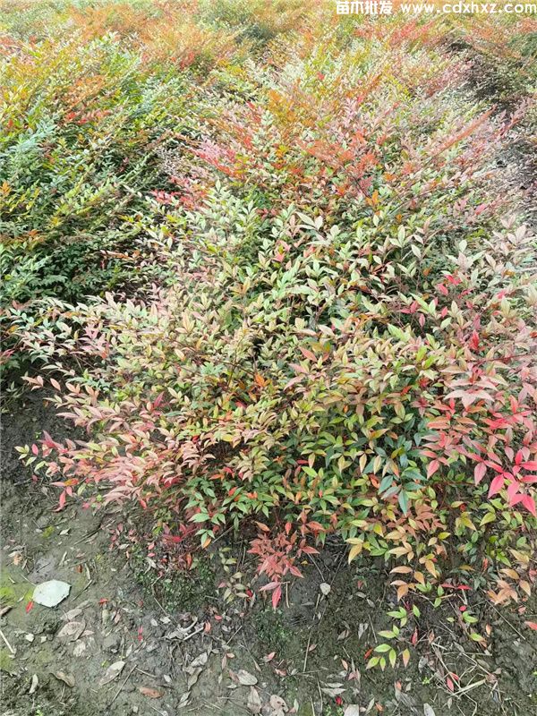 南天竹基地实拍图片 南天竹基地实拍图片