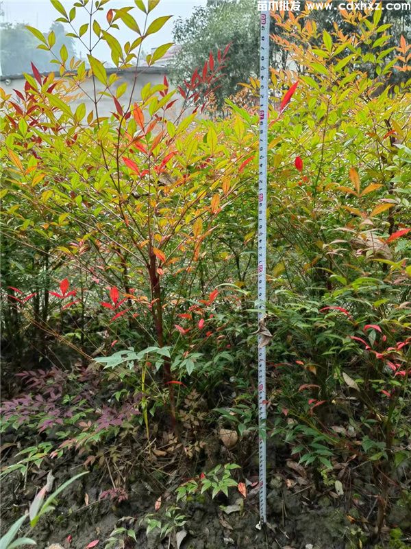 南天竹基地实拍图片 南天竹基地实拍图片