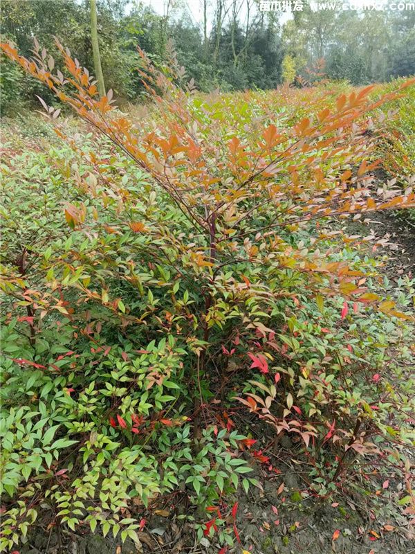 南天竹基地实拍图片 南天竹基地实拍图片