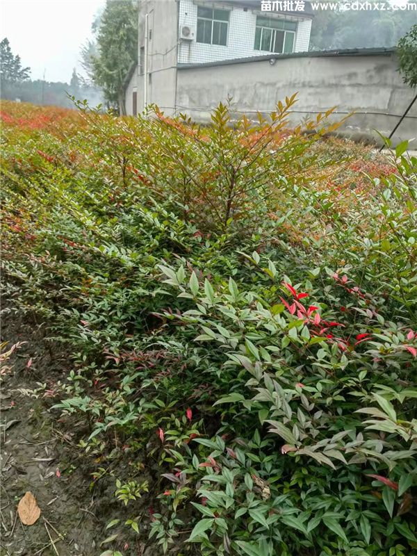 南天竹基地实拍图片 南天竹基地实拍图片