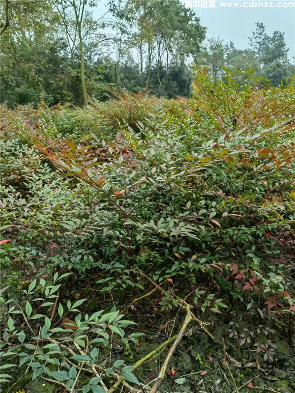 南天竹基地实拍图片 南天竹基地实拍图片