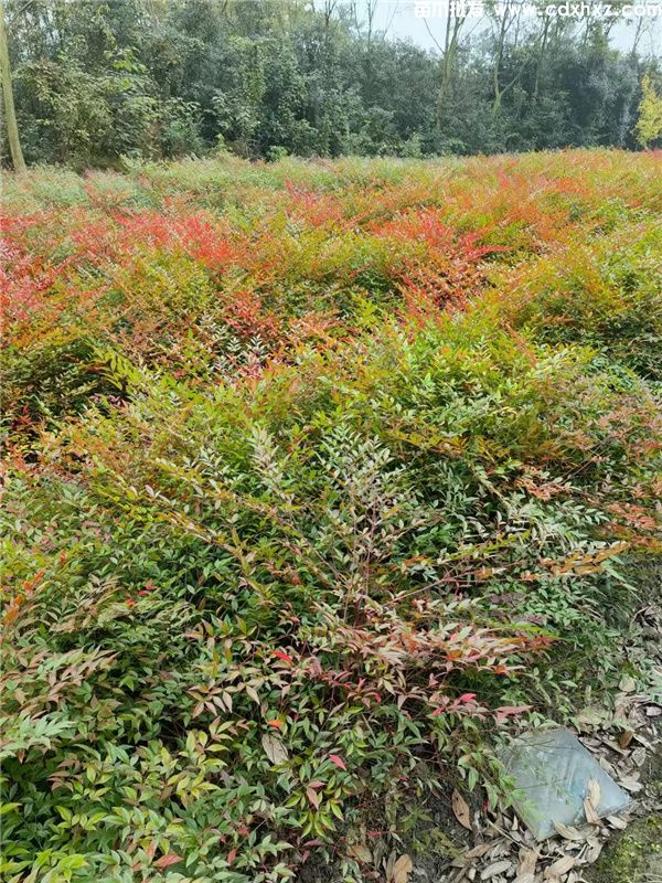 南天竹基地实拍图片 南天竹基地实拍图片