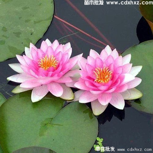 水生植物睡莲实拍图片 水生植物睡莲实拍图片