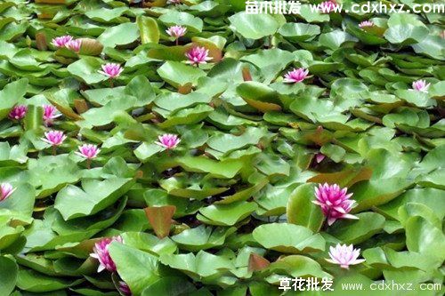 水生植物睡莲实拍图片 水生植物睡莲实拍图片