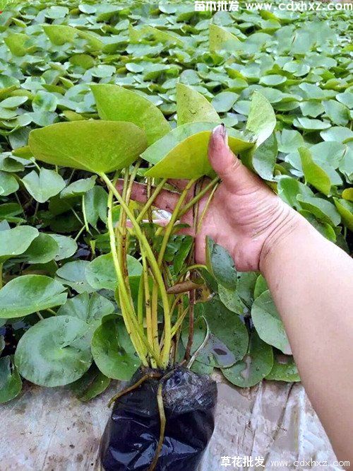 水生植物睡莲实拍图片 水生植物睡莲实拍图片