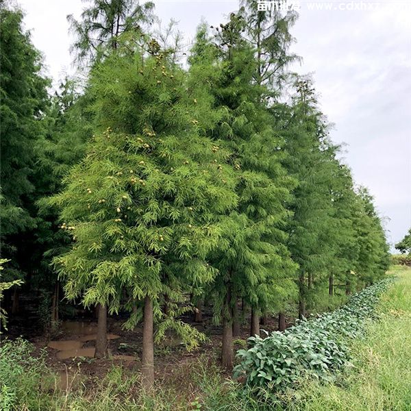 池杉基地实拍图片 池杉基地实拍图片