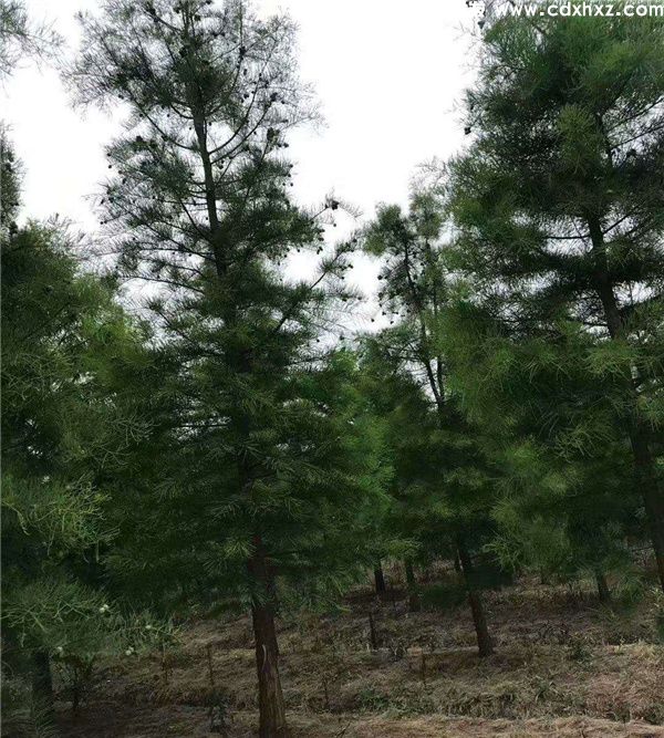 池杉基地实拍图片 池杉基地实拍图片