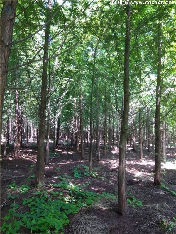 池杉基地实拍图片 池杉基地实拍图片