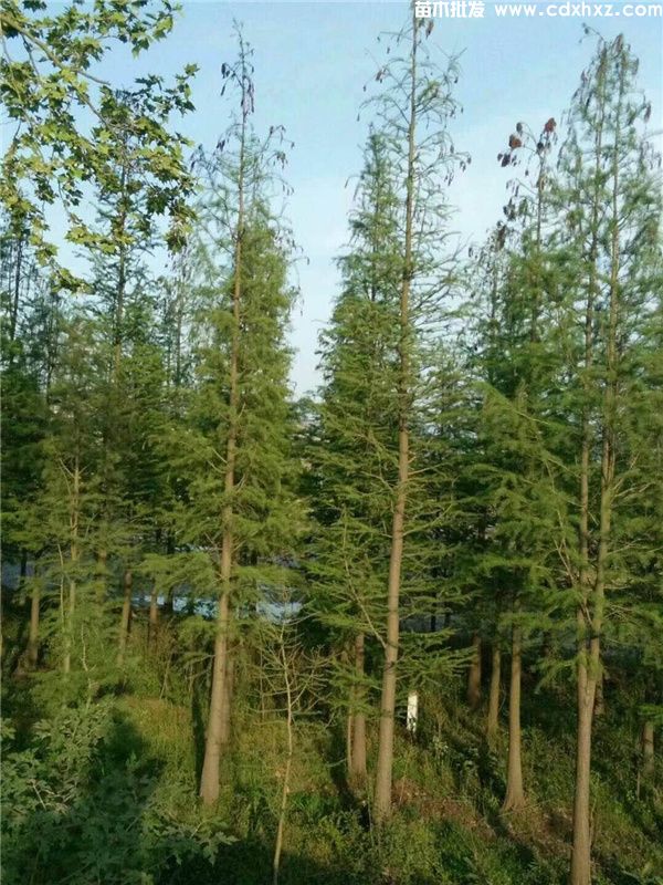 池杉基地实拍图片 池杉基地实拍图片