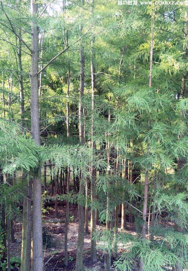 池杉基地实拍图片 池杉基地实拍图片