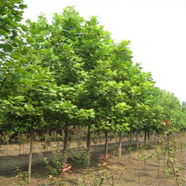 鹅掌楸基地实拍图片 鹅掌楸基地实拍图片