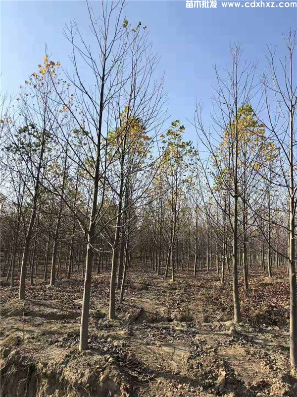 鹅掌楸基地实拍图片 鹅掌楸基地实拍图片