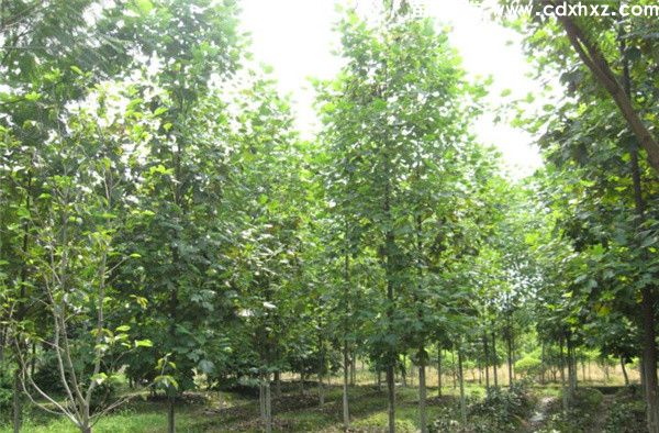 鹅掌楸基地实拍图片 鹅掌楸基地实拍图片