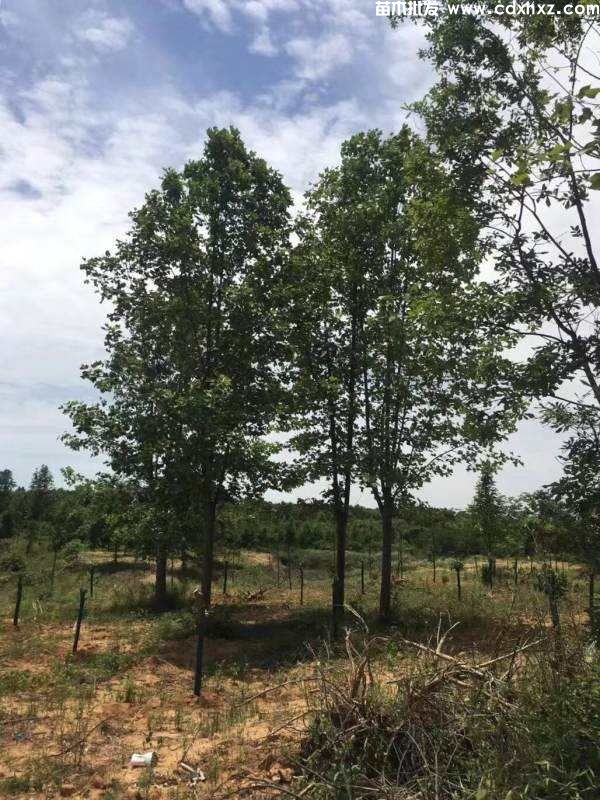 鹅掌楸基地实拍图片 鹅掌楸基地实拍图片