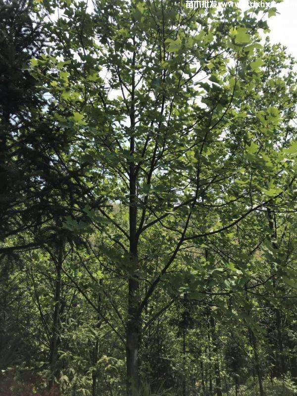 鹅掌楸基地实拍图片 鹅掌楸基地实拍图片