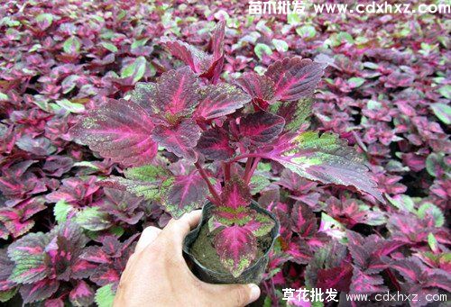 花海工程种植方案设计公司