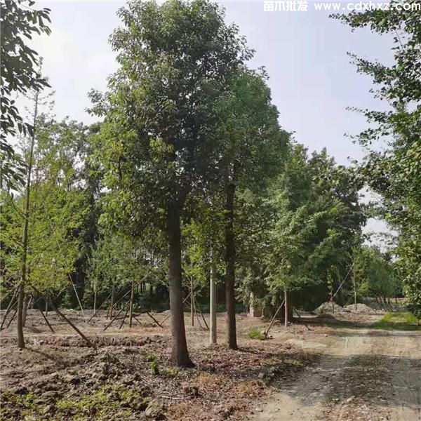 香樟树图片 香樟树图片