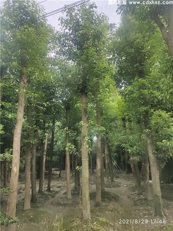 香樟产地的在哪里?哪里有香樟基地? 香樟产地的在哪里?哪里有香樟基地?