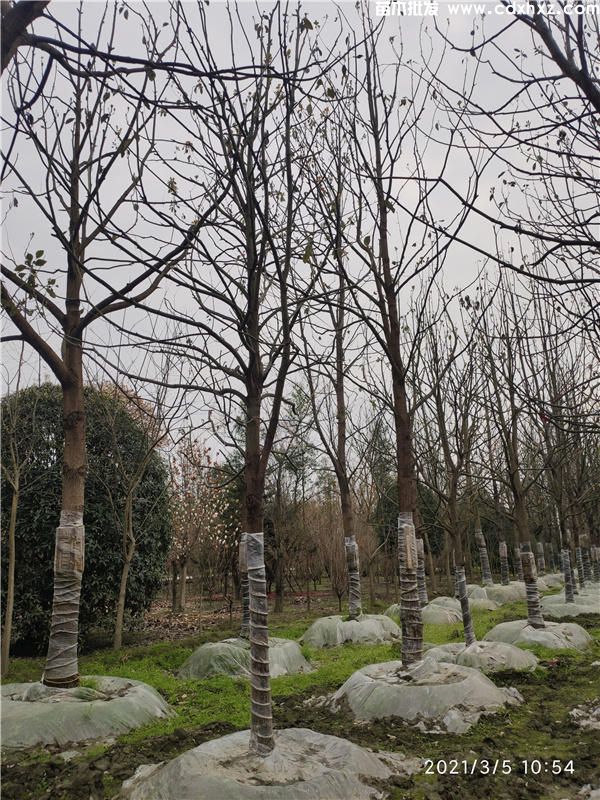 香樟树图片 香樟树图片