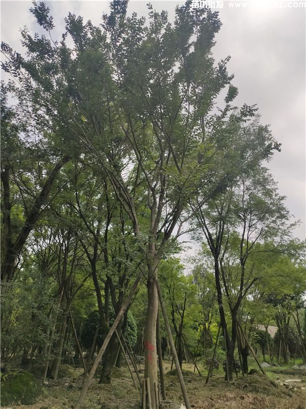 朴树图片 朴树图片