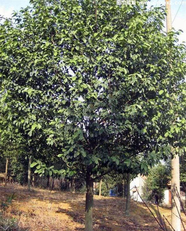 深山含笑基地实拍图片 深山含笑基地实拍图片