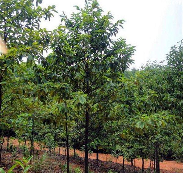 深山含笑基地实拍图片 深山含笑基地实拍图片