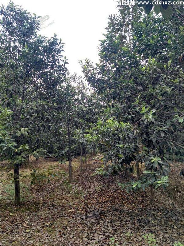 深山含笑基地实拍图片 深山含笑基地实拍图片