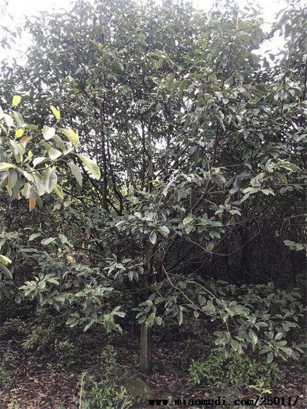 深山含笑基地实拍图片 深山含笑基地实拍图片