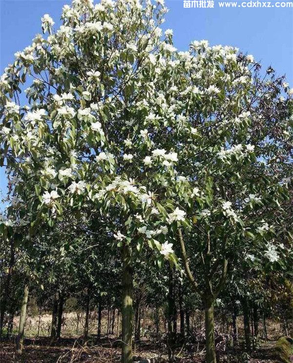 深山含笑基地实拍图片 深山含笑基地实拍图片