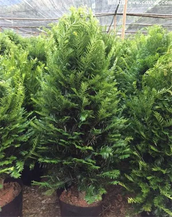 南方红豆杉基地实拍图片 南方红豆杉基地实拍图片