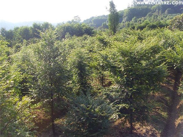 南方红豆杉基地实拍图片 南方红豆杉基地实拍图片