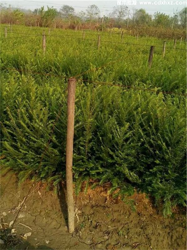 丛生苗木怎么算地径?灌木和乔木 丛生苗木怎么算地径?灌木和乔木