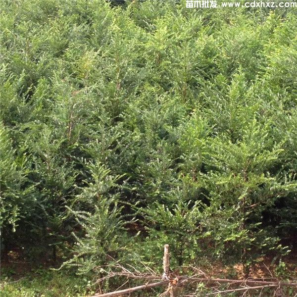 南方红豆杉基地实拍图片 南方红豆杉基地实拍图片