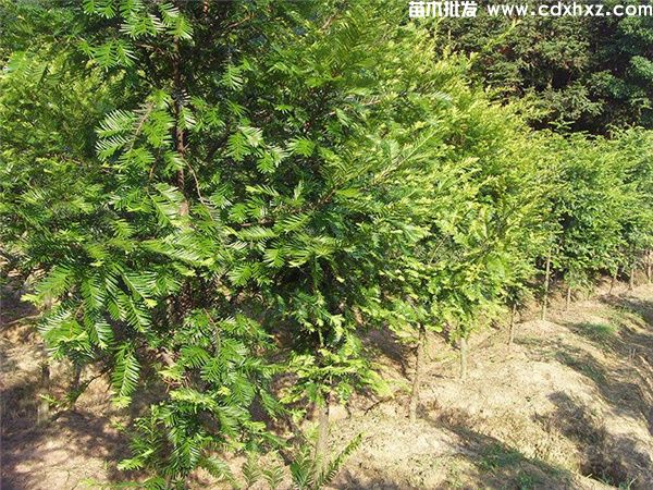 南方红豆杉基地实拍图片 南方红豆杉基地实拍图片