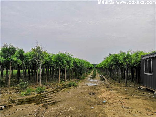 金枝槐图片 金枝槐图片