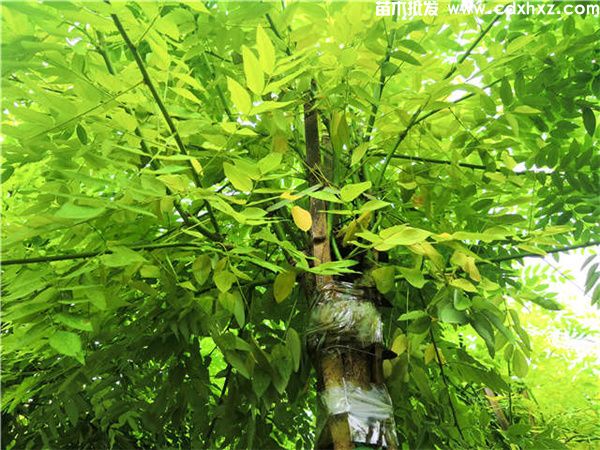 金枝槐图片 金枝槐图片