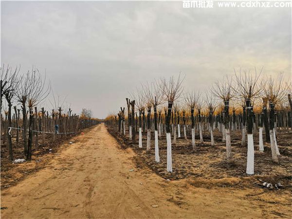 金枝槐图片 金枝槐图片