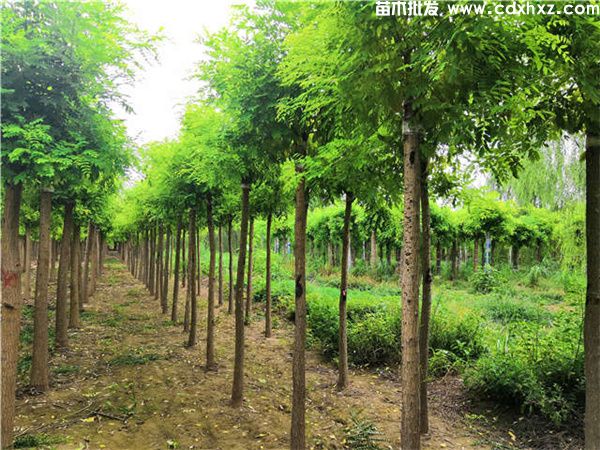 金枝槐图片 金枝槐图片