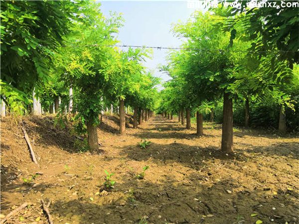 金枝槐图片 金枝槐图片