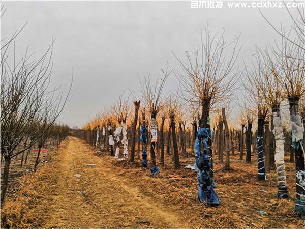 金枝槐图片 金枝槐图片