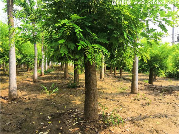 金枝槐图片 金枝槐图片