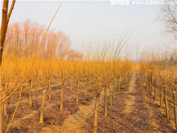 金枝槐图片 金枝槐图片