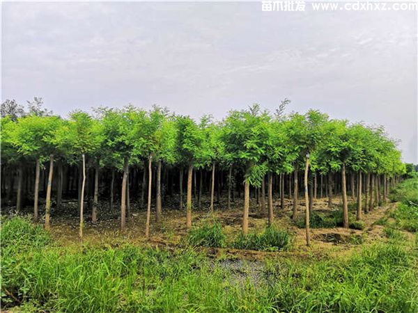 金枝槐图片 金枝槐图片