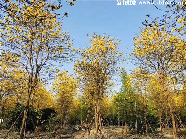 丛生苗木怎么算地径?灌木和乔木 丛生苗木怎么算地径?灌木和乔木