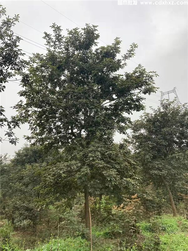 黄花风铃木图片