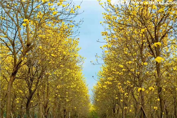 黄花风铃木图片