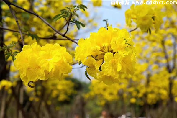 黄花风铃木图片