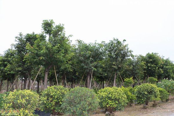 黄果树图片 黄果树图片