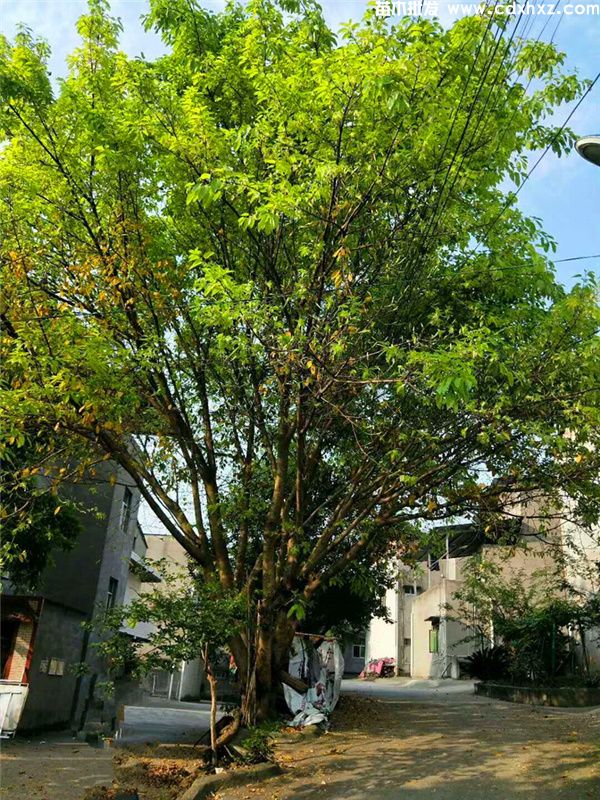 黄果树图片 黄果树图片